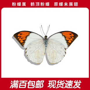 鹤顶粉蝶原蝶A1/A-未展翅蝴蝶标本制作手工diy博物馆研学科普材料