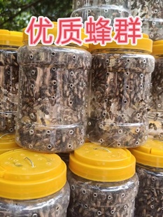 小蛋群 群活体蜜蜂群 野生蜜蜂 土蜂蜜蜂活 带王蜂群中华蜂笼蜂