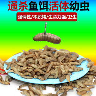 野钓鱼饵黑水虻活虫水库溪流石斑鱼罗非鲶鱼黄骨鱼通杀型饵料虫子