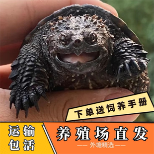 鳄龟活物爆刺纯佛鳄龟幼苗杂佛正宗纯佛宠物龟凶猛小乌龟活体北美
