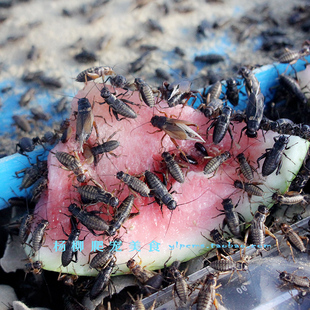 蛐蛐蟋蟀活物针头蟋蟀专用饲料多规格油葫芦蟋蟀活体当天发货 包邮