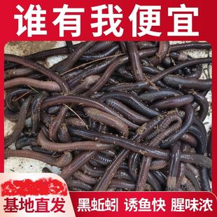 广地龙黑青蚯蚓罗非鱼饵钓黄鳝甲鱼野外黑坑户外钓鱼2023巨大号
