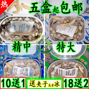 葡萄蜜虫玉米虫活虫画眉鸟虫蜜袋鼯零食钓饵鱼饵大蜡螟幼虫高蛋白