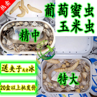 葡萄蜜虫玉米虫活虫 大蜡螟幼虫钓饵鱼饵画眉鸟虫爬宠蛋白软虫 包邮
