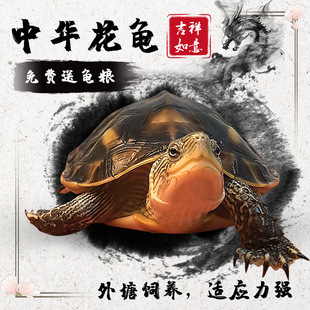 珍珠龟活物中华花龟活物珍珠龟六线草龟可深水鱼龟混养冷水宠物观