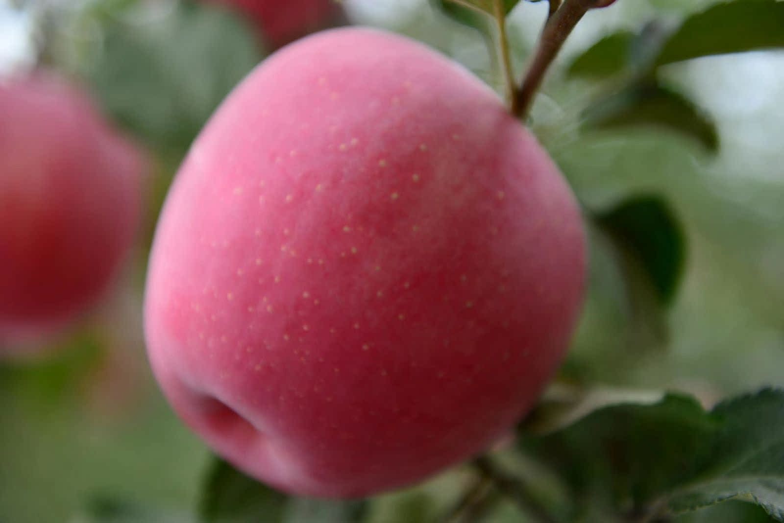 宜苹农场陕西延安宜川苹果70#24枚儿童果 消费扶贫脆甜多汁带皮吃