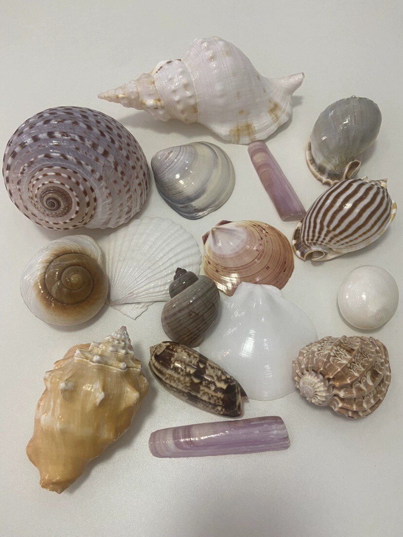 代加工各种各样海螺贝壳 黑金鲍鱼壳 鲍鱼壳 海螺贝壳加工