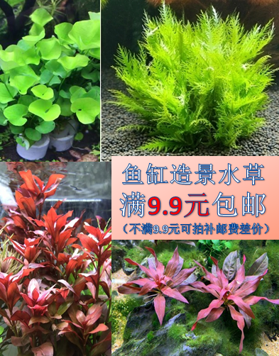 幸运水草耐低温供氧懒人淡水金鱼缸装饰造景中后真活体水植物包邮 小编推荐 Wepost 全民代运 马来西亚中国淘宝代运与集运专家