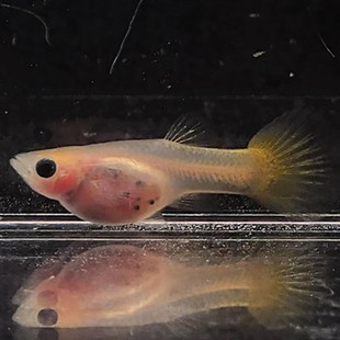 大C缎带孕母黄金玻璃猫精品球体孔雀鱼热带观赏鱼胎生易繁殖皮实