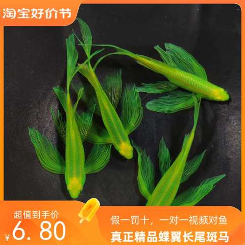 荧光蝶翼翡翠绿斑马鱼小型鱼热带鱼观赏鱼鱼苗冷水鱼包邮观背青鳉 - 封面