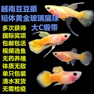 短体黄金玻璃猫球体大C缎带孔雀鱼孕母热带观赏鱼胎生易繁殖皮实