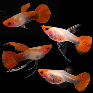 精品纯种红头玻璃猫大C缎带孕母球体孔雀鱼热带观赏鱼胎生易繁殖