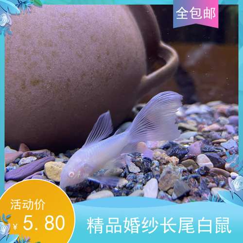 长尾白鼠仙子热带鱼除藻吃垃圾