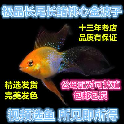 荷兰凤凰淡水桃心观赏鱼金波子