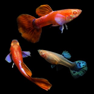 进口精品霓虹大耳全红孔雀鱼小型热带观赏鱼胎生易繁殖好饲养皮实