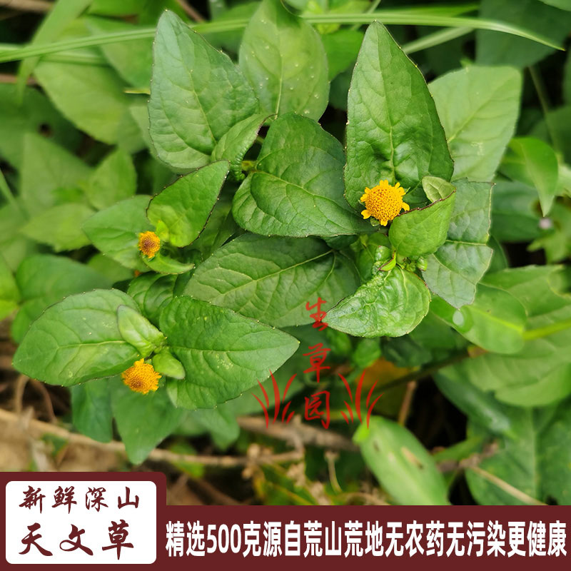 深山天文草现采新鲜中药材金纽扣去湿草药金钮扣雨伞草大黄花苦草