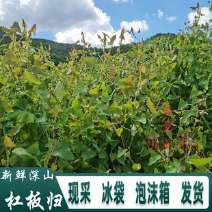 现采新鲜杠板归深山中药材河白草蛇倒退蛇不过宝宝洗澡泡澡中草药