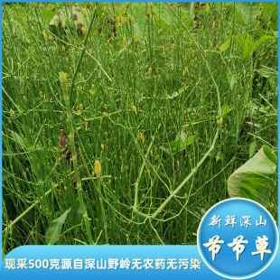 新鲜节节草深山土木贼草中药材明眼目笔杆草现采中草药益肝节骨草