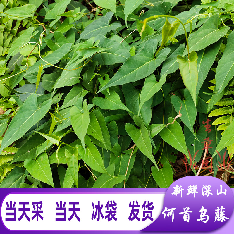 新鲜现采何首乌藤中药材首乌藤深山夜交藤棋藤无硫中草药凉茶包邮