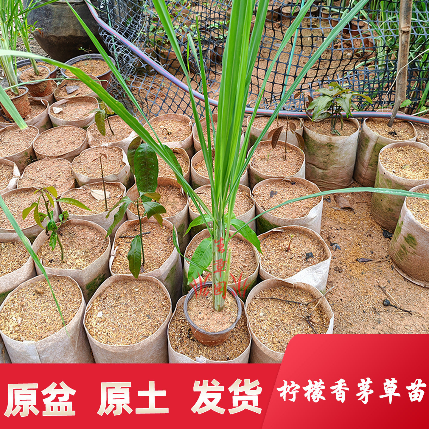 柠檬香茅草苗溪黄草鱼腥草猫须草拐枣树苗土薄荷苗草药苗原土发货