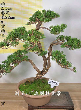 小品原生纪州真柏盆景