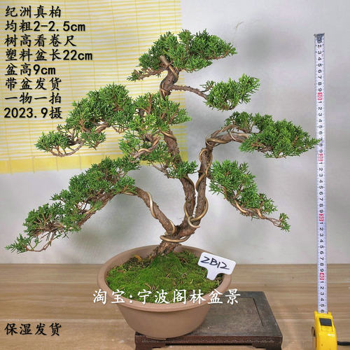 小品原生纪州真柏盆景