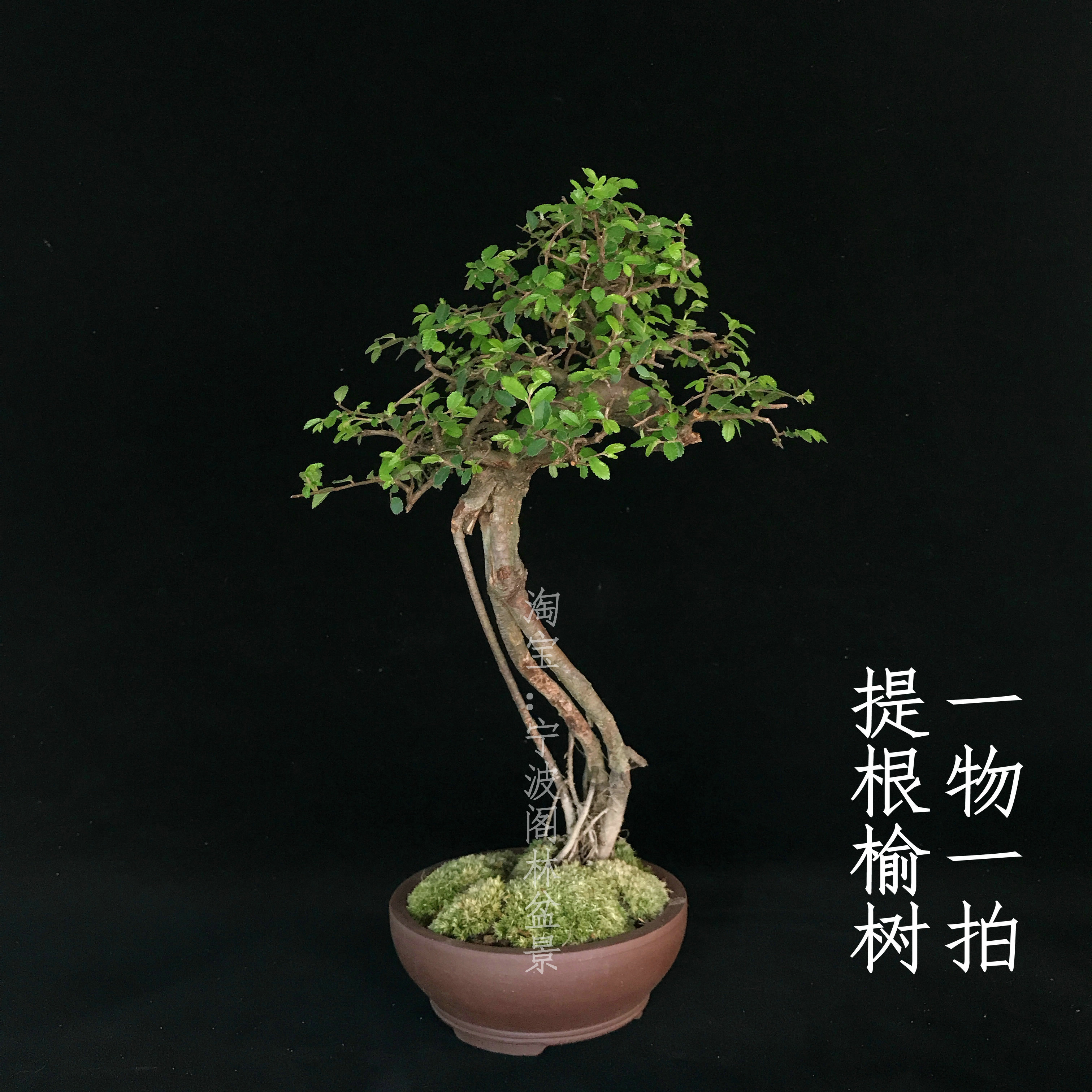 一物一拍露根提根榆树盆景造型盆景阳台窗台趣味植物多选实物实拍