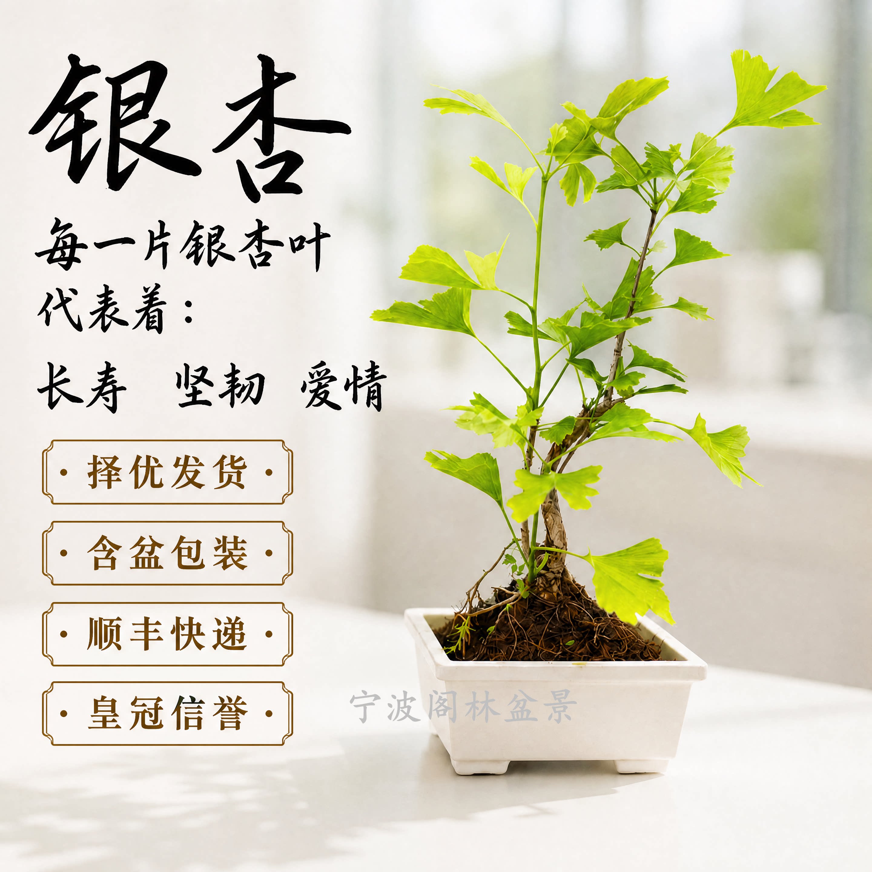 银杏叶微盆景阳台桌面绿植顺丰