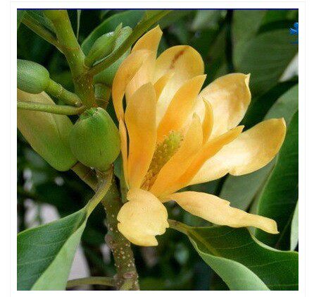 白兰花香味价格 白兰花香味图片 星期三