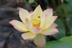 【鹿城秋】-中小型盆栽观赏荷花庭院水生花卉 碗莲种藕莲痴瓦力