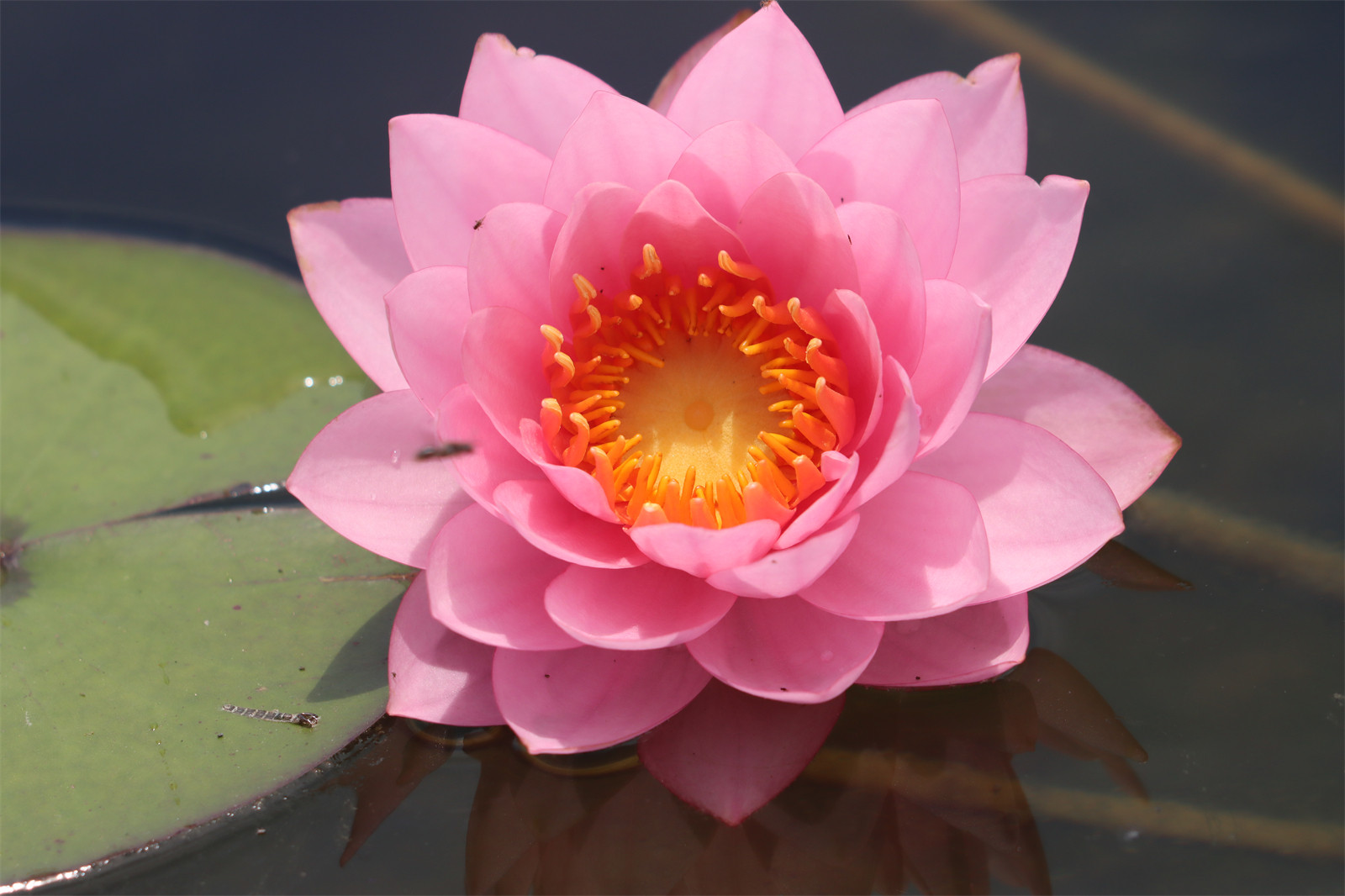 【粉黛】睡莲丰花水生植物 水缸池塘庭院 耐寒睡莲块茎 莲痴瓦力