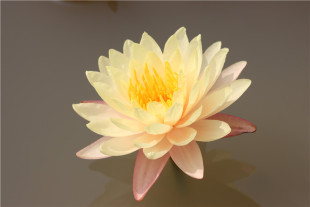 【乌汶】大型睡莲水生植物 水缸池塘庭院 耐寒睡莲块茎 莲痴瓦力