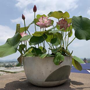 【雪影】-小型微缩盆栽观赏荷花庭院水生花卉 碗莲种藕 莲痴瓦力