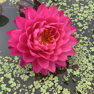 【鸽子血】中大型睡莲水生植物 水缸池塘庭院 耐寒块茎 莲痴瓦力