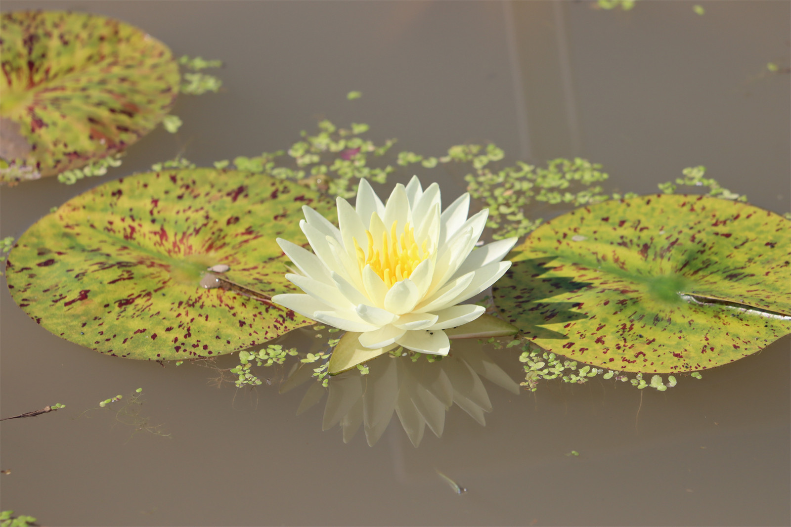 【黄西瓜】睡莲丰花水生植物 水缸池塘庭院 耐寒睡莲块茎莲痴瓦力