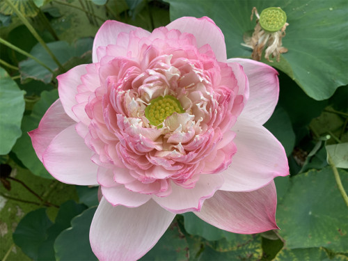 【巨无霸】碗莲种藕盆栽水生花卉