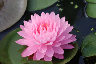 【粉蓬蓬】睡莲水生植物 水缸池塘庭院 丰花耐寒睡莲块茎莲痴瓦力