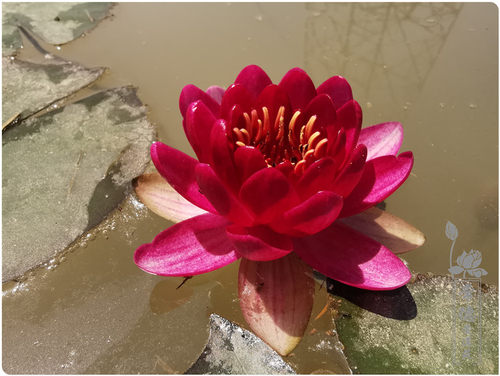 【婴儿红】小型睡莲 水生植物水缸池塘庭院耐寒睡莲块茎莲痴瓦力 - 封面