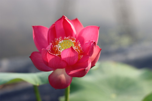 【瓦力红】盆栽荷花碗莲种藕小型