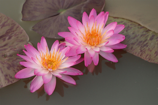 【暹罗粉二】睡莲水生植物 水缸池塘庭院 耐寒睡莲块茎 莲痴瓦力