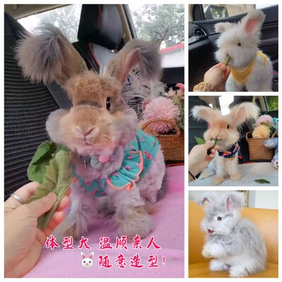 安哥拉兔宠物兔活体星黛露网红兔