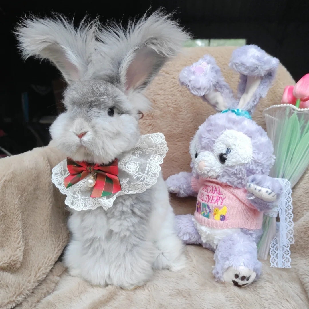 英系安哥拉兔活体长毛宠物兔子彩色安哥拉兔星黛露垂耳兔大白兔子