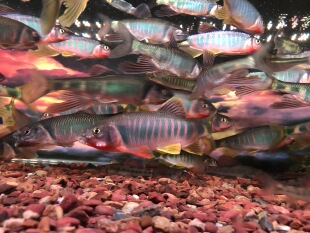 类高屏鱲，浙江类鱲，溪流冷水淡水鱼，不吃小鱼