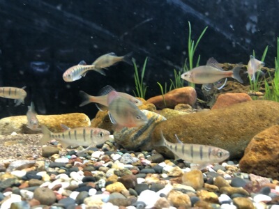 丽色低线鱲 ，群游，冷水鱼，上层稀有鱼类