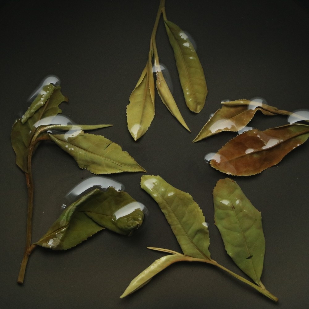 沐川白茶2021/22/23春茶四川日晒高山白茶老川种 简装 满百包邮