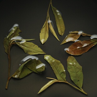 沐川白茶2021/22/23春茶四川日晒高山白茶老川种 简装 满百包邮