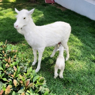 仿真山羊模型户外摆件园林装饰仿真小奶羊动物奶粉店装饰道具