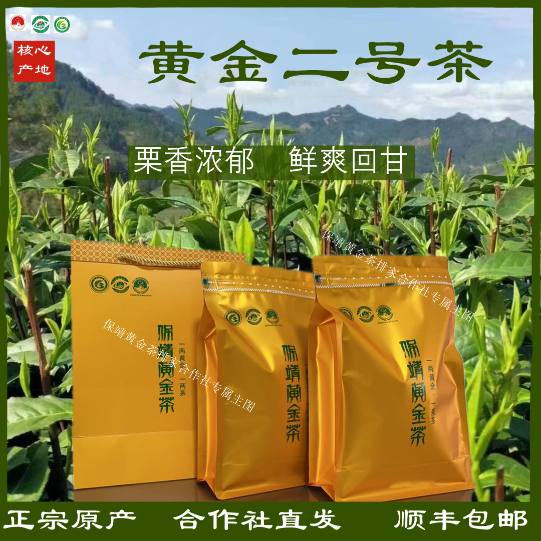 2026新茶头采保靖黄金绿茶二号茶明前春茶高山云雾毛尖绿茶叶高档