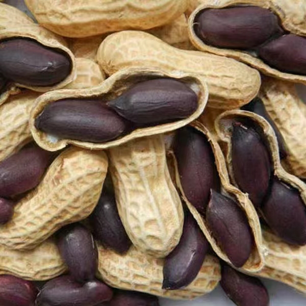 山西黑花生、不用农药化肥