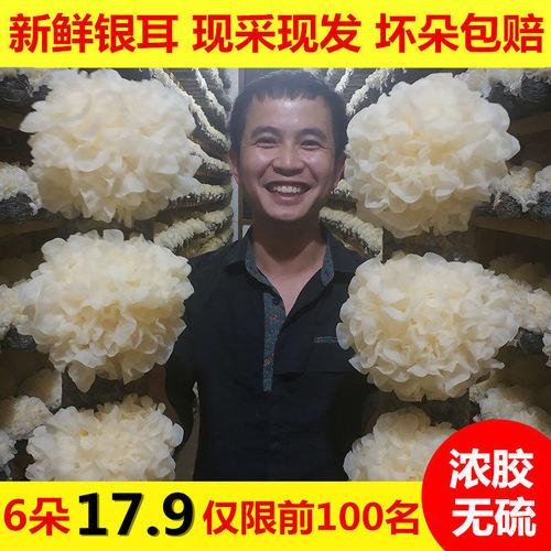 福建新鲜银耳无硫熏水润易出胶嫩耳朵大盒装现采现发坏朵包赔
